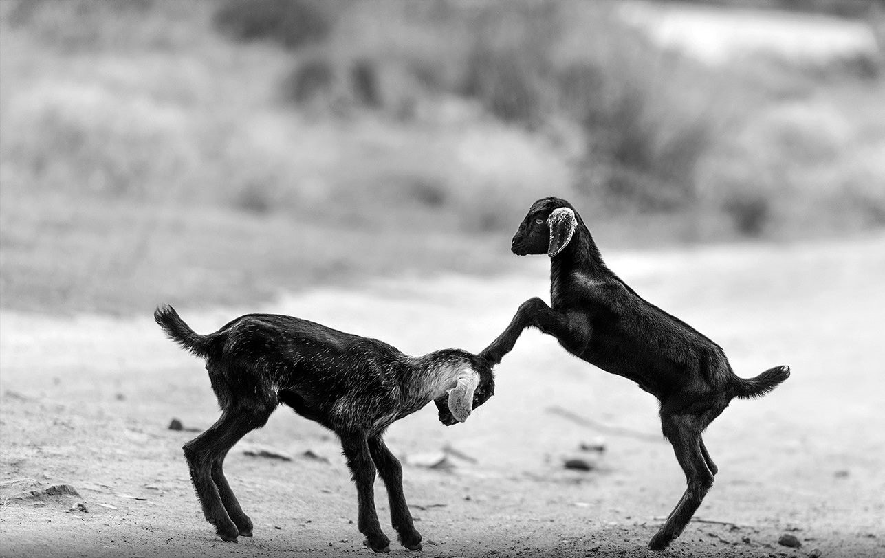 The Animal Kingdom's Greatest Hits: Perfectly Timed Photo Marvels