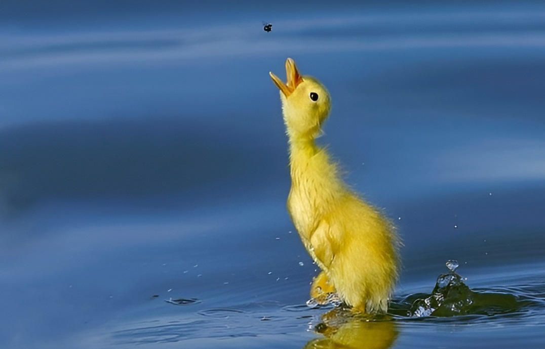 The Animal Kingdom's Greatest Hits: Perfectly Timed Photo Marvels