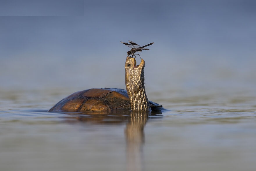 The Animal Kingdom's Greatest Hits: Perfectly Timed Photo Marvels