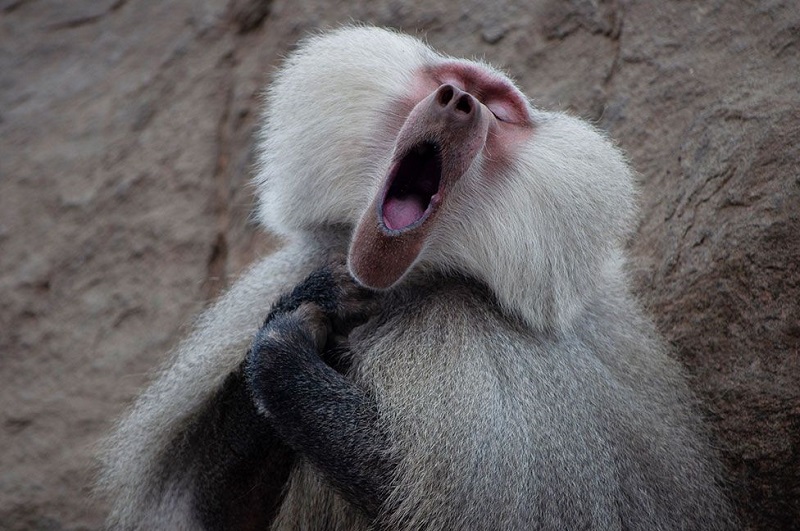 The Animal Kingdom's Greatest Hits: Perfectly Timed Photo Marvels