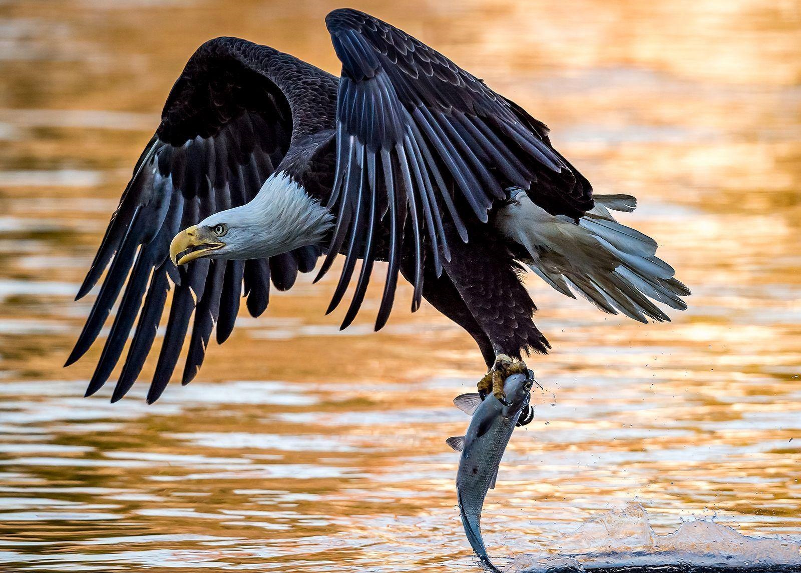 The Animal Kingdom's Greatest Hits: Perfectly Timed Photo Marvels