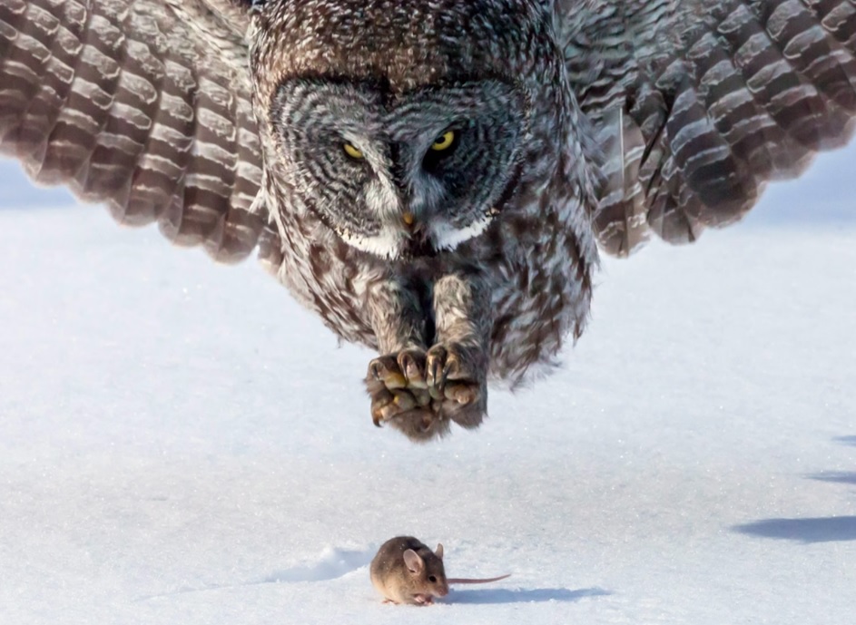 The Animal Kingdom's Greatest Hits: Perfectly Timed Photo Marvels