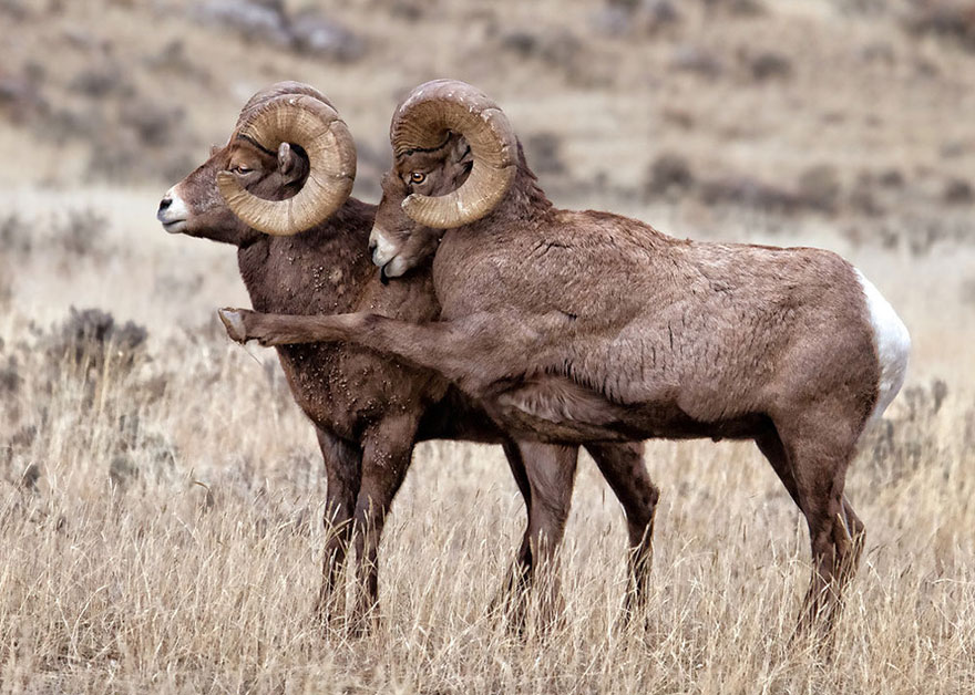 The Animal Kingdom's Greatest Hits: Perfectly Timed Photo Marvels