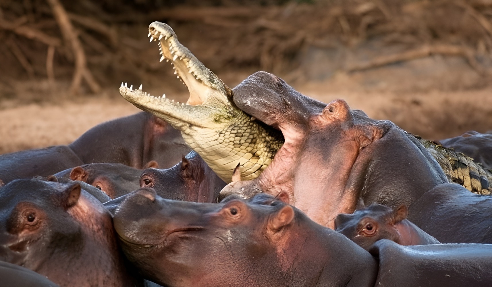 The Animal Kingdom's Greatest Hits: Perfectly Timed Photo Marvels