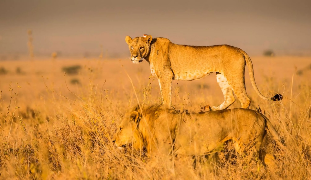 The Animal Kingdom's Greatest Hits: Perfectly Timed Photo Marvels