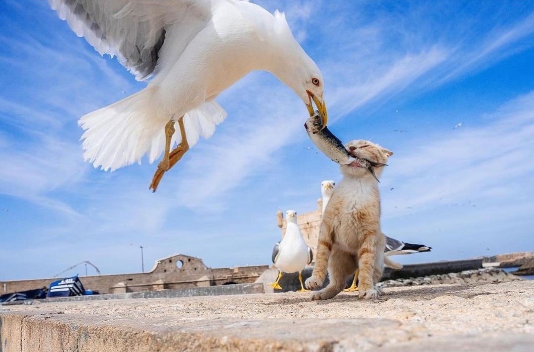 The Animal Kingdom's Greatest Hits: Perfectly Timed Photo Marvels