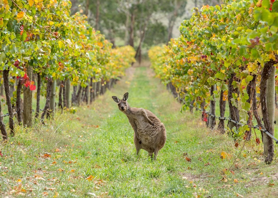 The Animal Kingdom's Greatest Hits: Perfectly Timed Photo Marvels