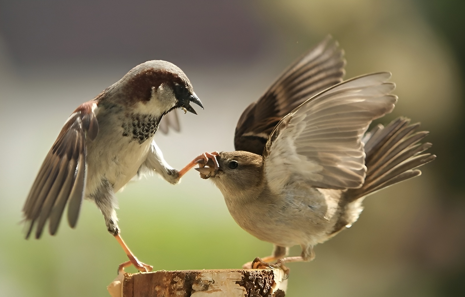 The Animal Kingdom's Greatest Hits: Perfectly Timed Photo Marvels