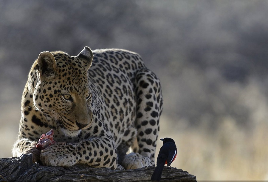 The Animal Kingdom's Greatest Hits: Perfectly Timed Photo Marvels