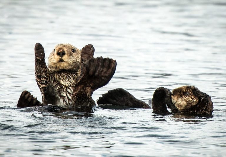 The Animal Kingdom's Greatest Hits: Perfectly Timed Photo Marvels ...