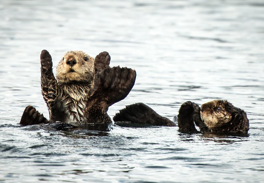 The Animal Kingdom's Greatest Hits: Perfectly Timed Photo Marvels