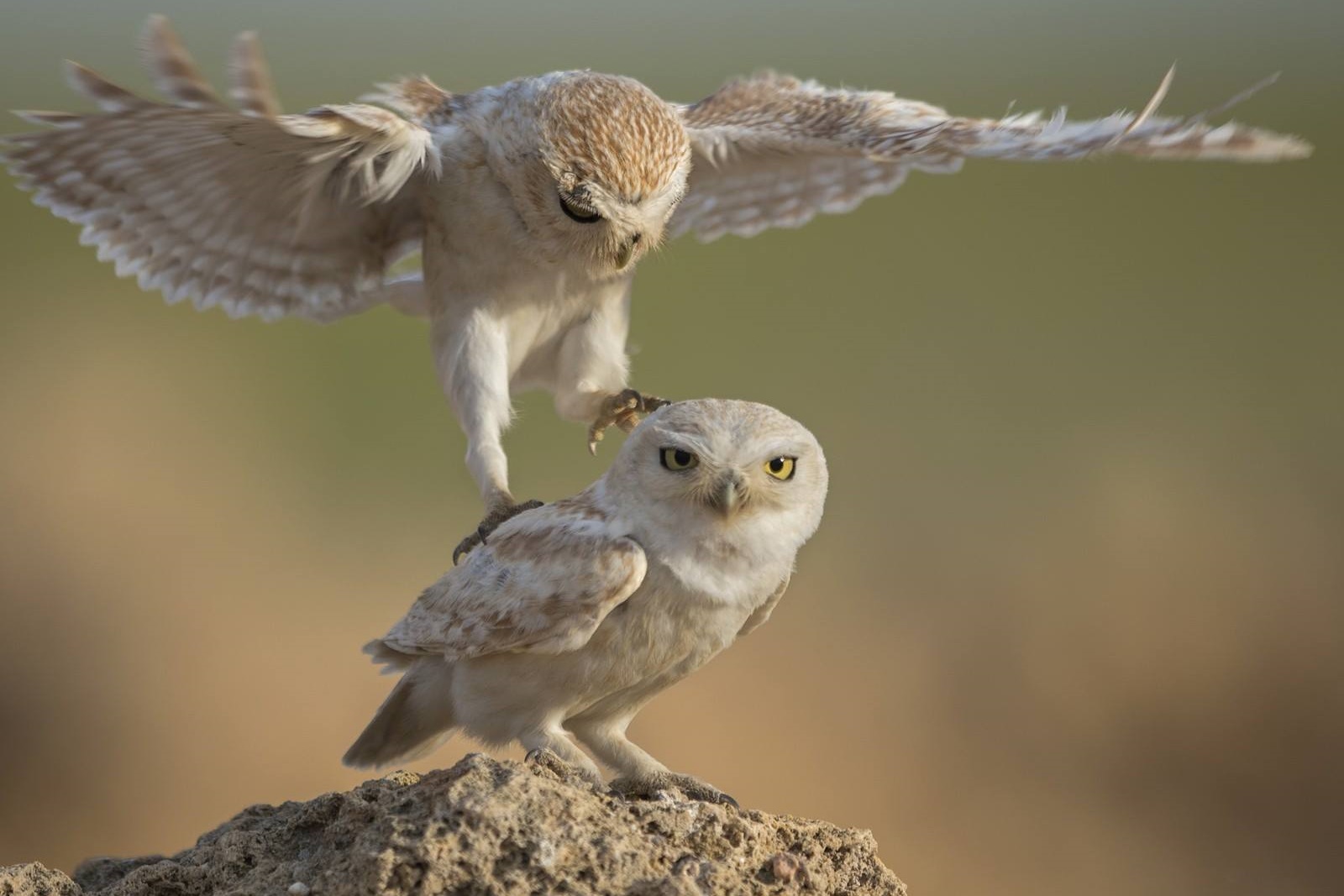 The Animal Kingdom's Greatest Hits: Perfectly Timed Photo Marvels