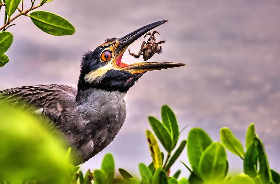 The Animal Kingdom's Greatest Hits: Perfectly Timed Photo Marvels