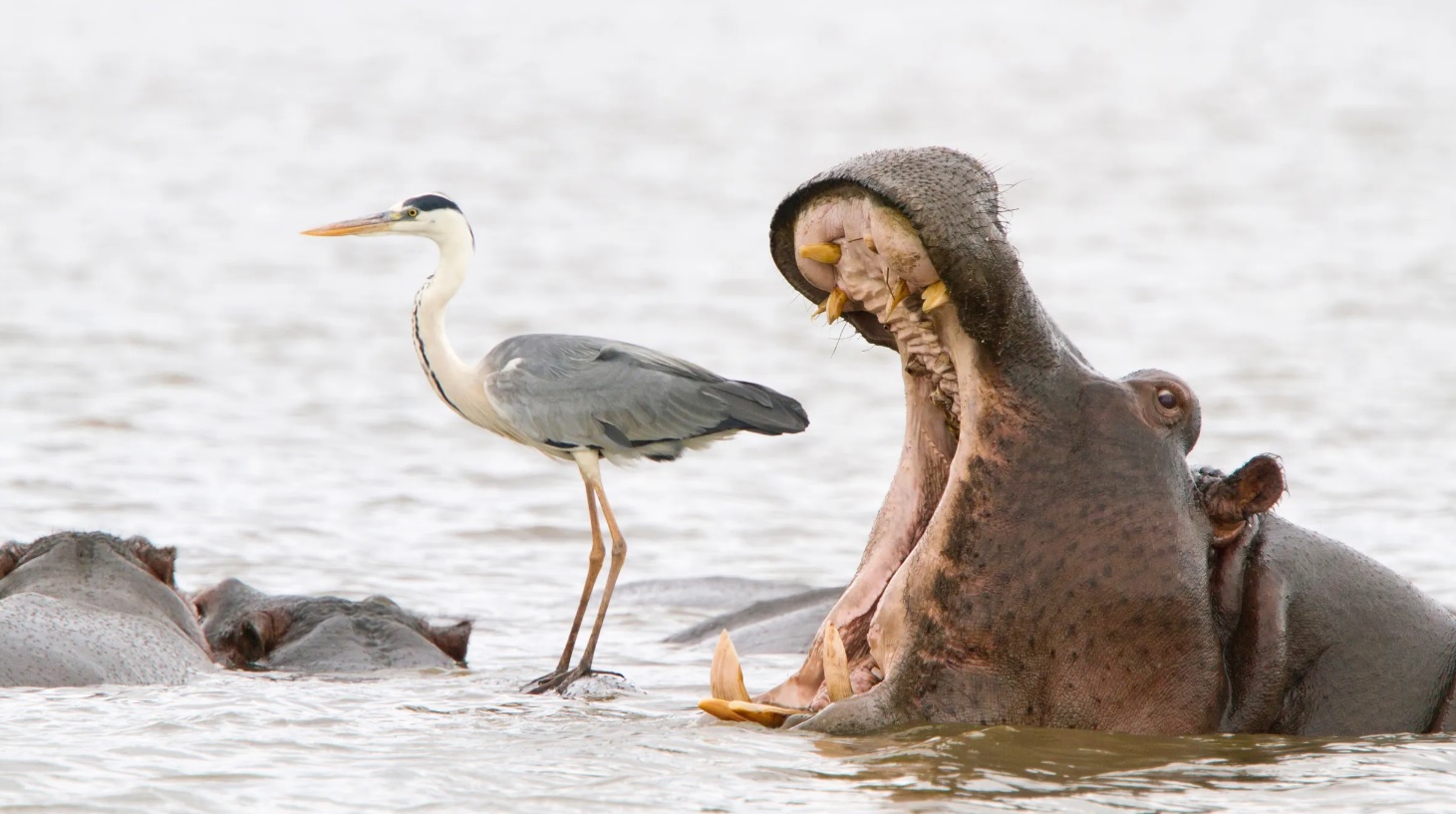 The Animal Kingdom's Greatest Hits: Perfectly Timed Photo Marvels