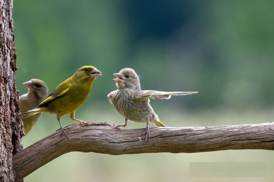 The Animal Kingdom's Greatest Hits: Perfectly Timed Photo Marvels